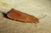 Celypha rosaceana
